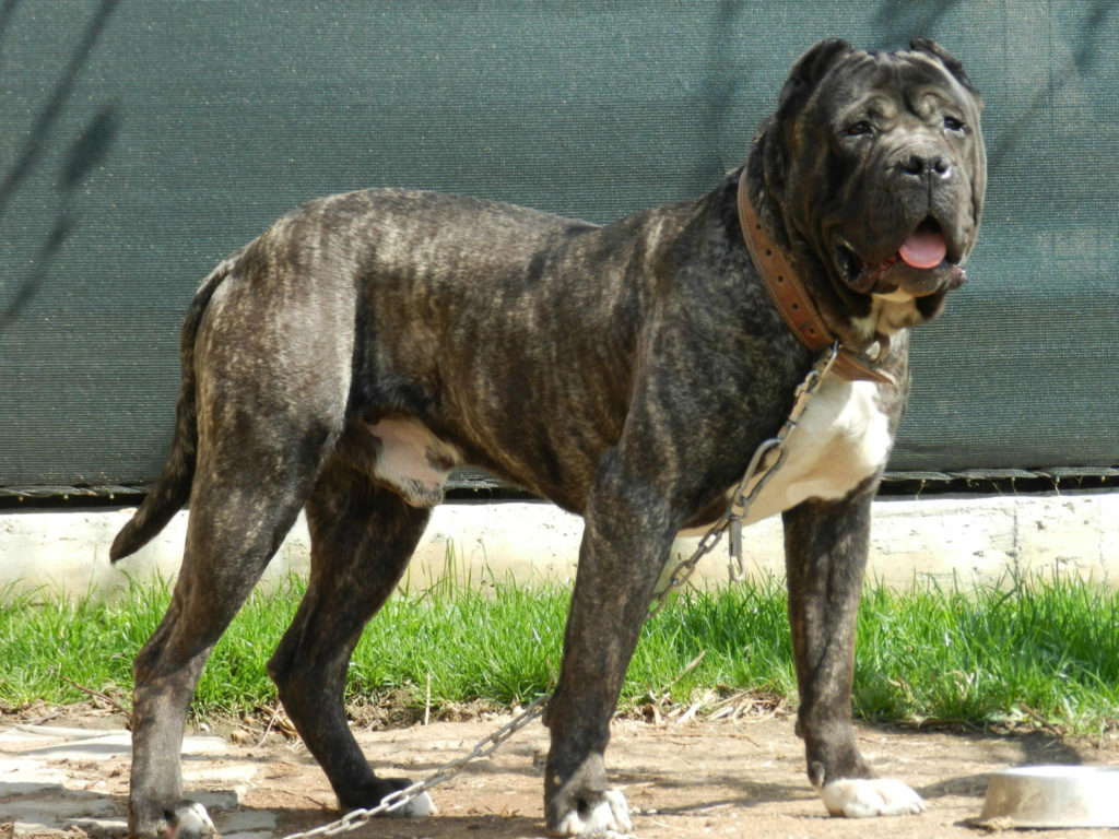  سگ نژاد پرو د کاناریو (Perro de Presa Canario)